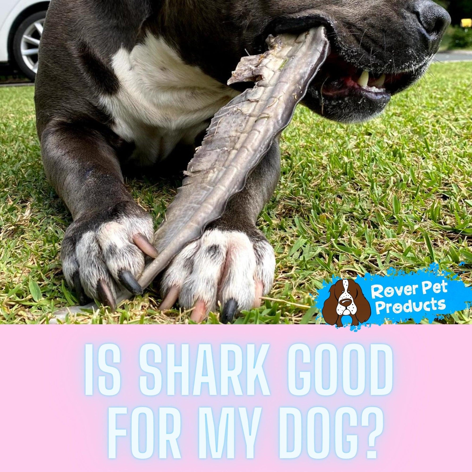 Shark? What! Is Shark good for my dog?