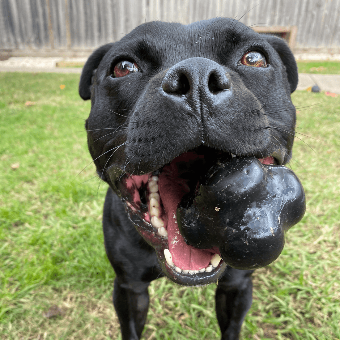 Are Chew Toys Good for Dogs: Benefits Every Owner Must Know