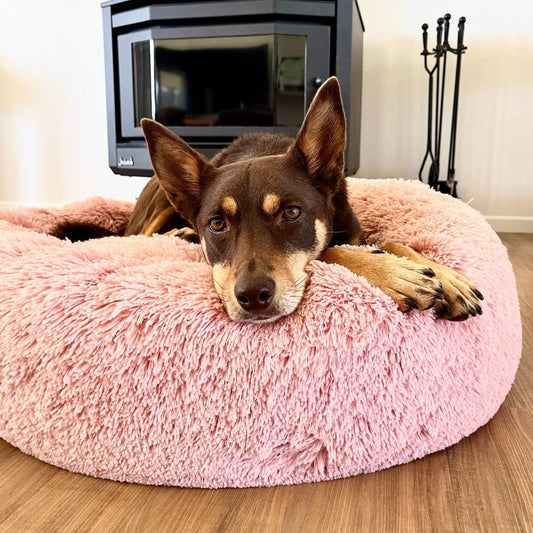 Kloud9 Teddy vs Original Kloud9: Which Calming Bed Is Right for Your Dog?