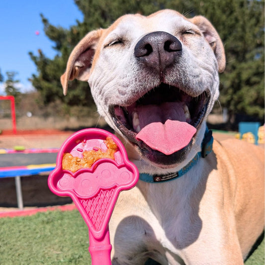 The Danger of "Cheap" Toys: What Every Dog Owner Needs to Know
