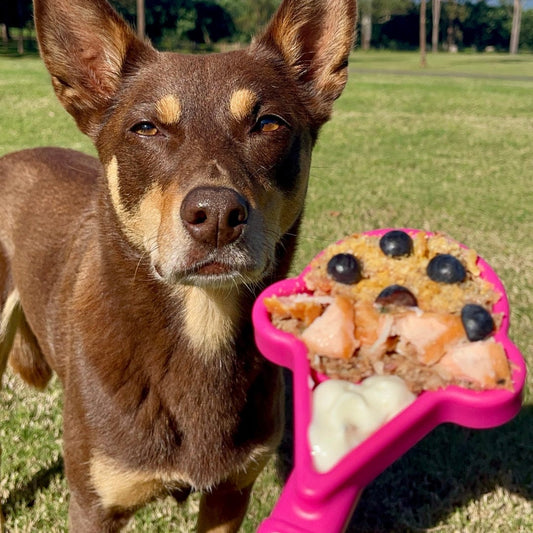 Why Every Australian Dog Needs a Lick Mat (The Science of Calm)
