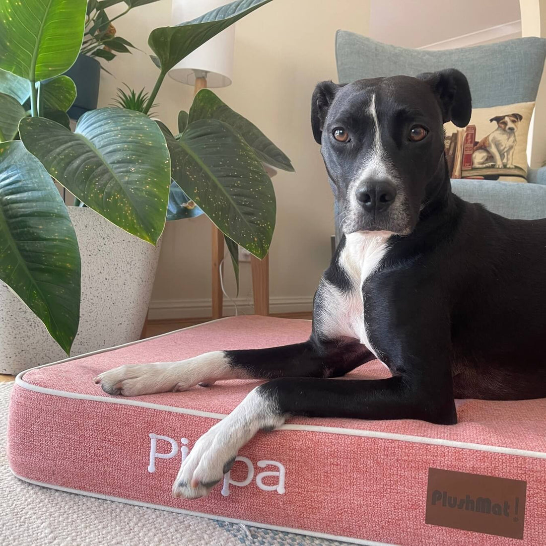 Dog Beds for Great Danes and Other Giant Breeds: Why Custom Is the Only Real Answer