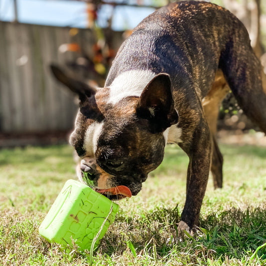 The Enrichment Evolution: Solving Boredom with Purposeful Play
