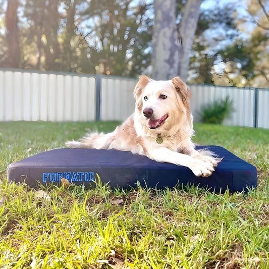 One Bed, Two Dogs: Custom Size Beds for Multi-Dog Households