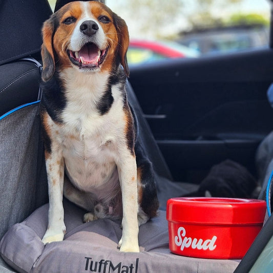 Waterproof Dog Beds: Why "Fully Sealed" Is the Detail That Matters