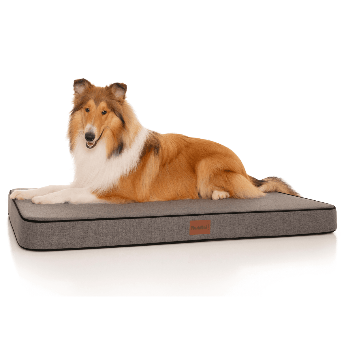A dog bed 2025