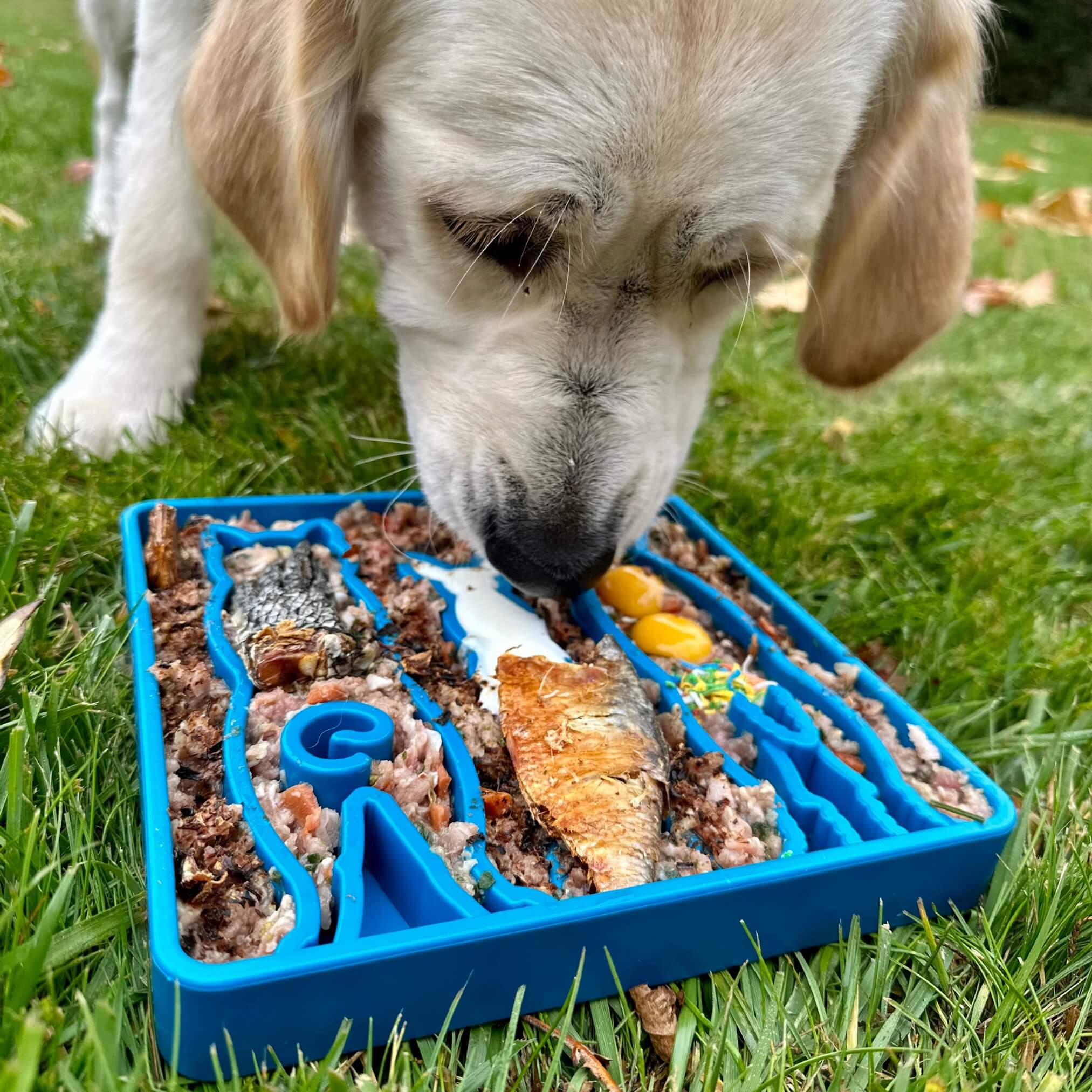 SodaPup Waiting Dogs eTray Enrichment Tray for Dogs