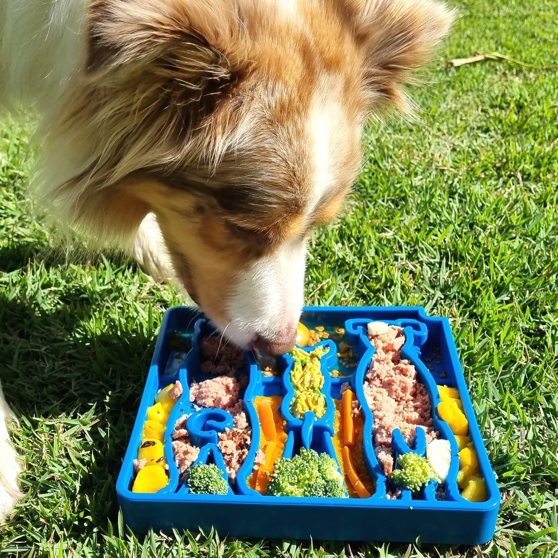 Waiting Dogs Design eTray Enrichment Tray for Dogs