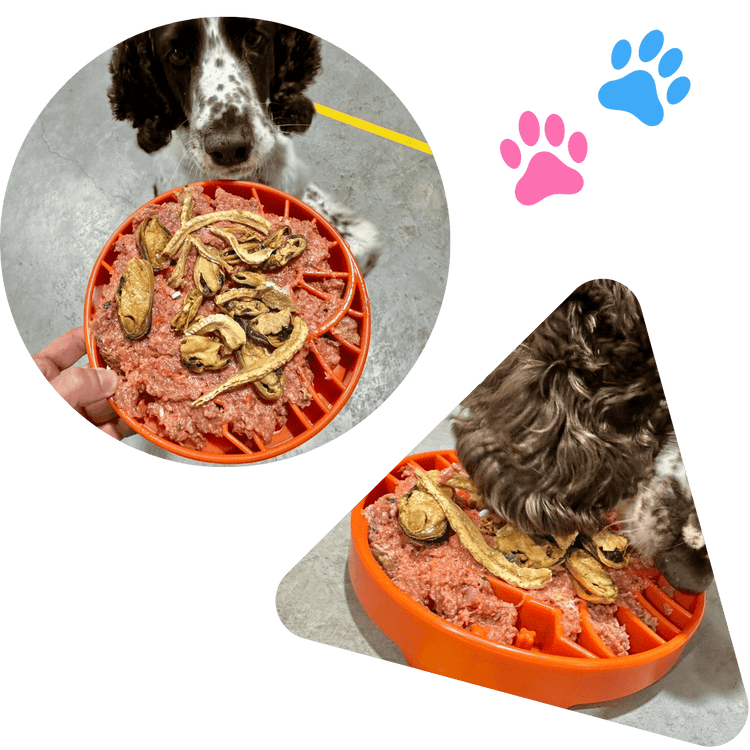 What Foods Are Safe For My Dog Dog Friendly Recipes – Rover Pet