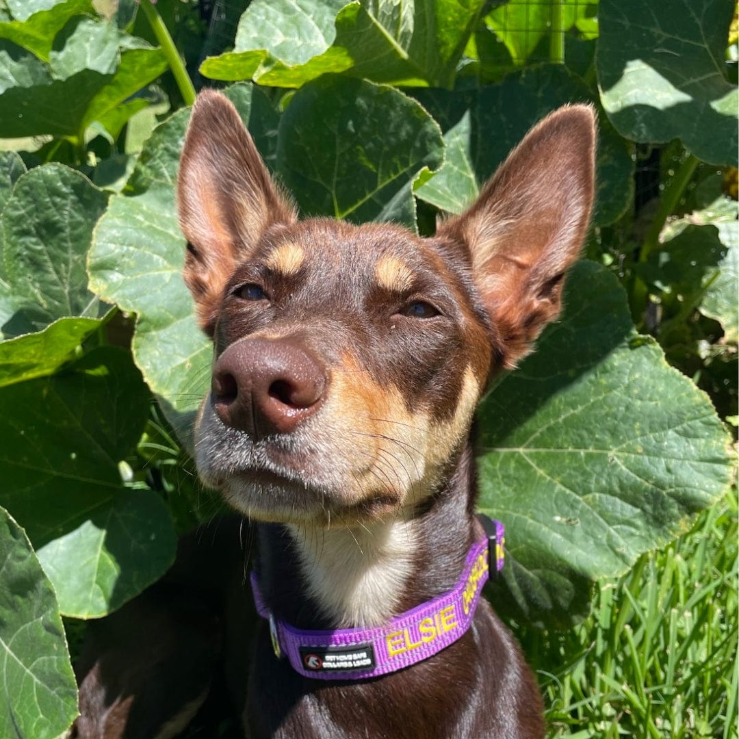 Aqua Dog-Dog Collar-Rover Pet Products