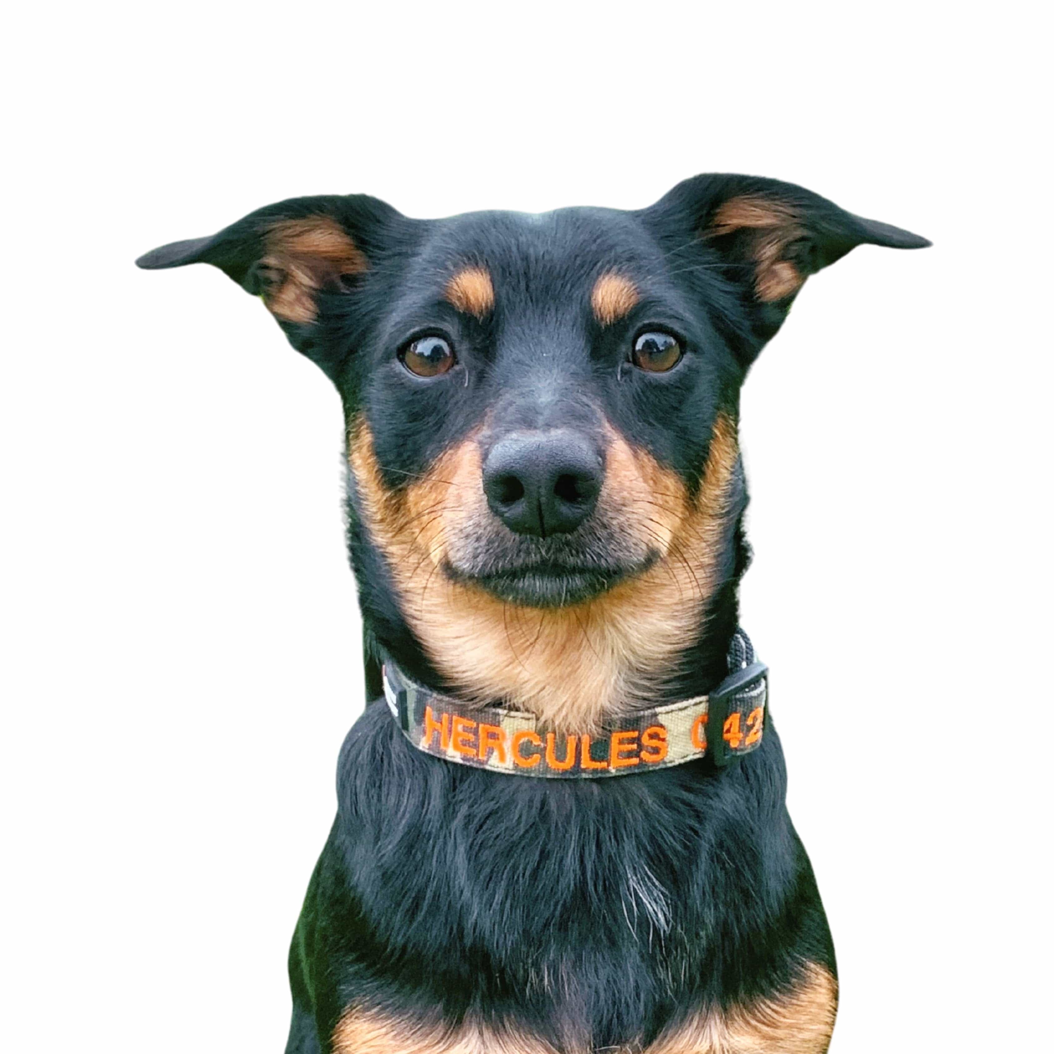 Camouflage-Dog Collar-Rover Pet Products