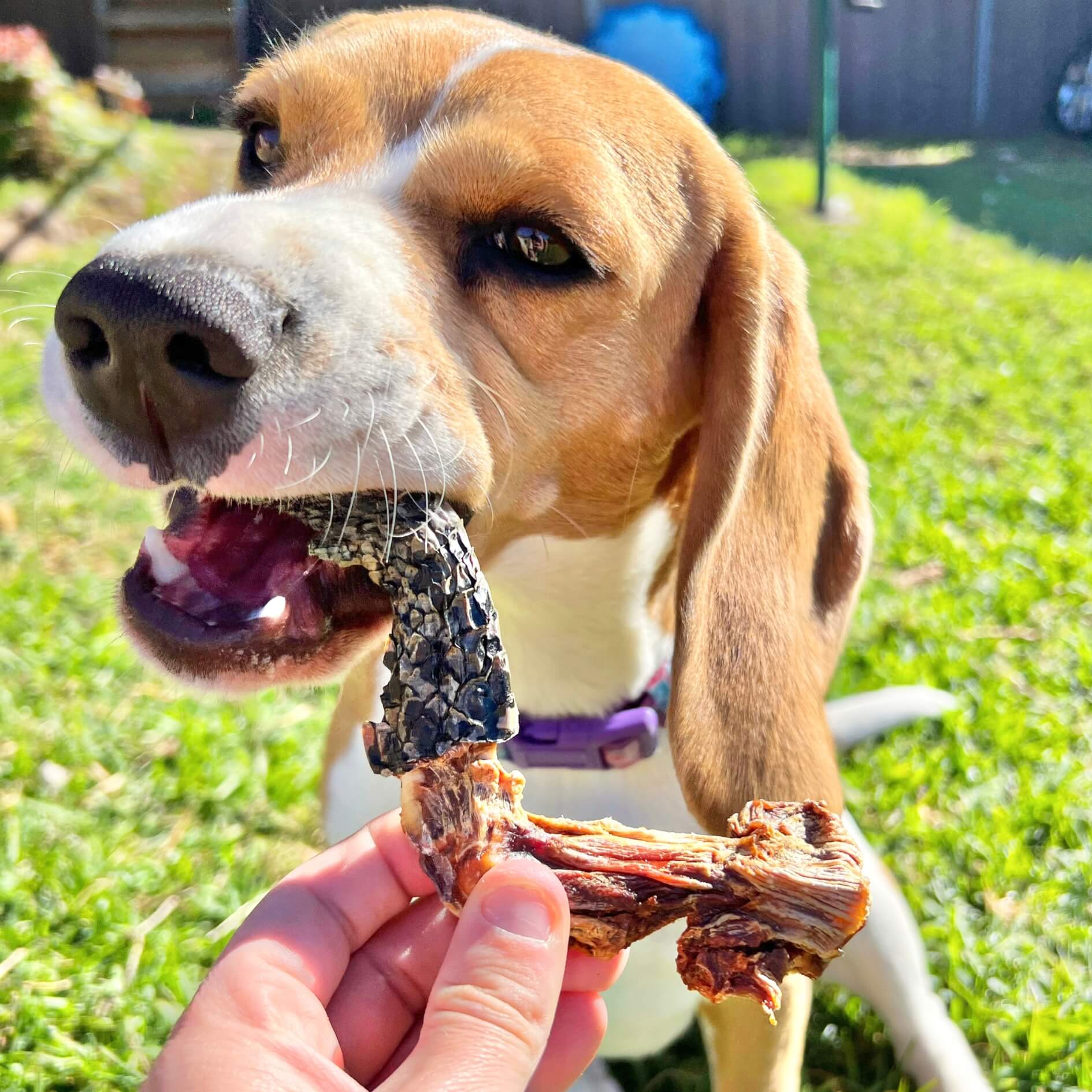 CROC'S LOOSE-Dog Treat-Rover Pet Products