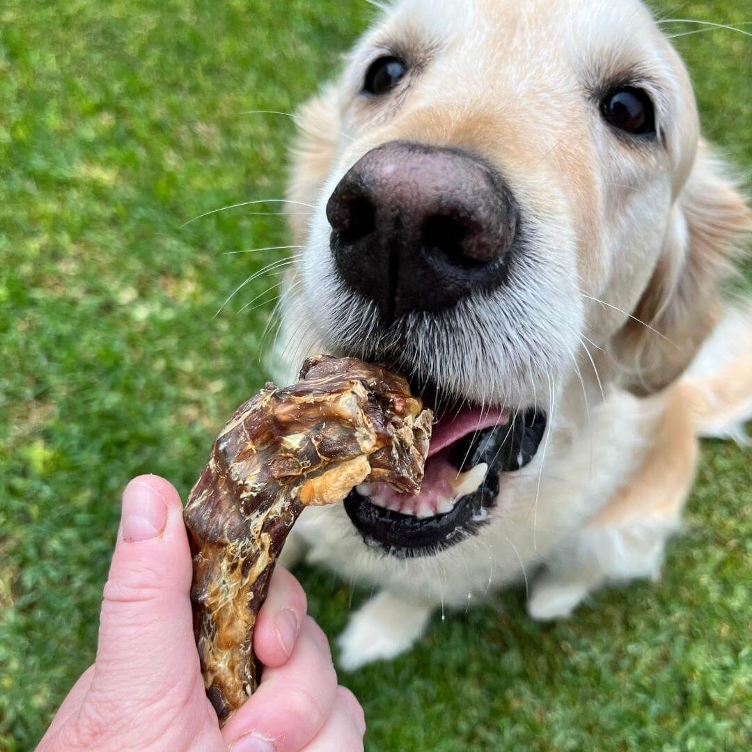 Ducking What? - Duck Necks-Dog Treat-Rover Pet Products