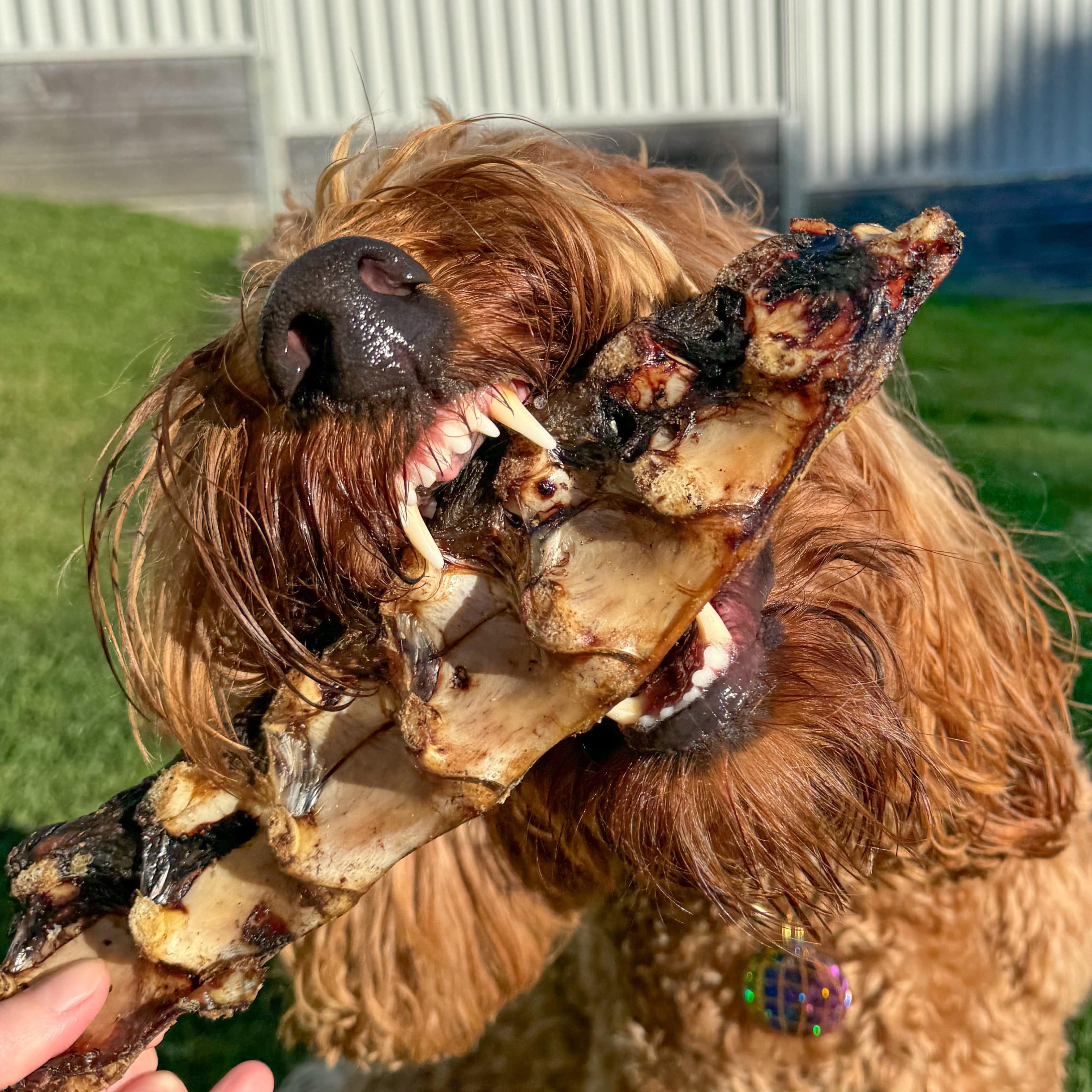 Fairy Tales - Emu Tail 2 Pack-Dog Treat-Rover Pet Products