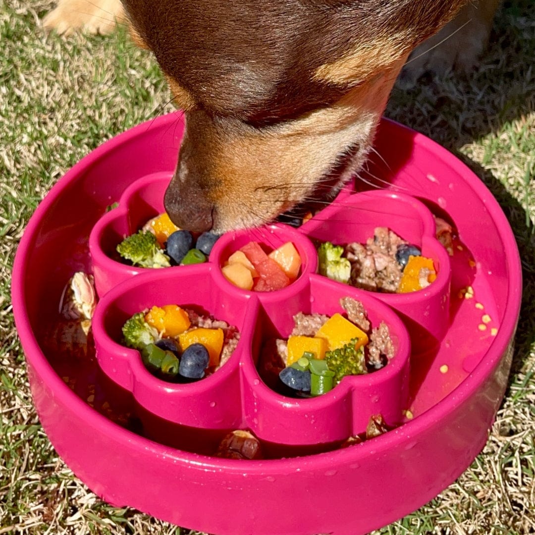 Flower Design eBowl-Slow Feeder-Rover Pet Products