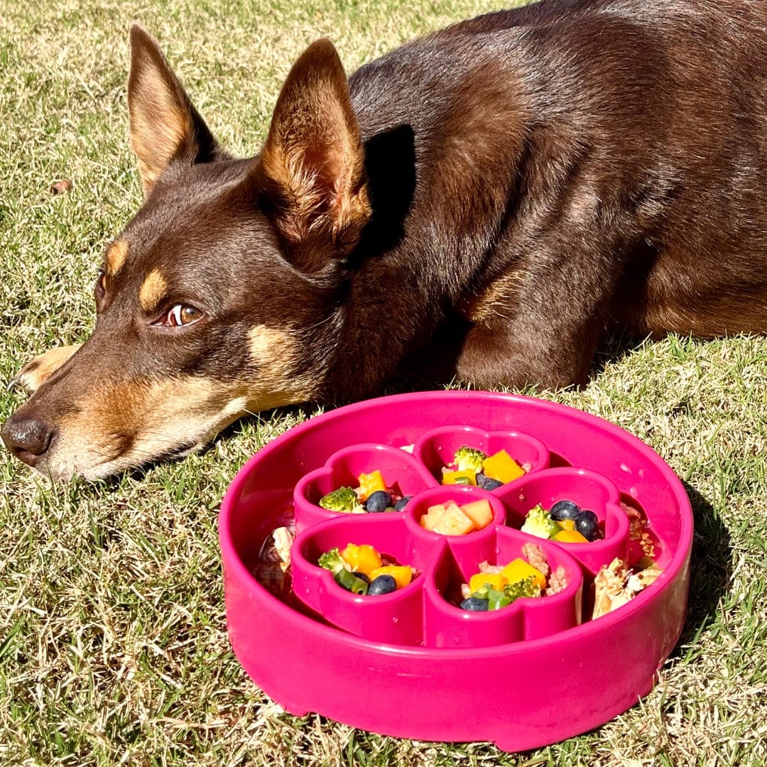 Flower Design eBowl-Slow Feeder-Rover Pet Products