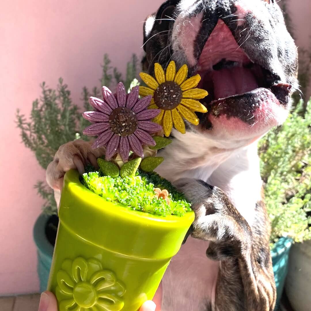 Flower Pot-Dog Toy-Rover Pet Products