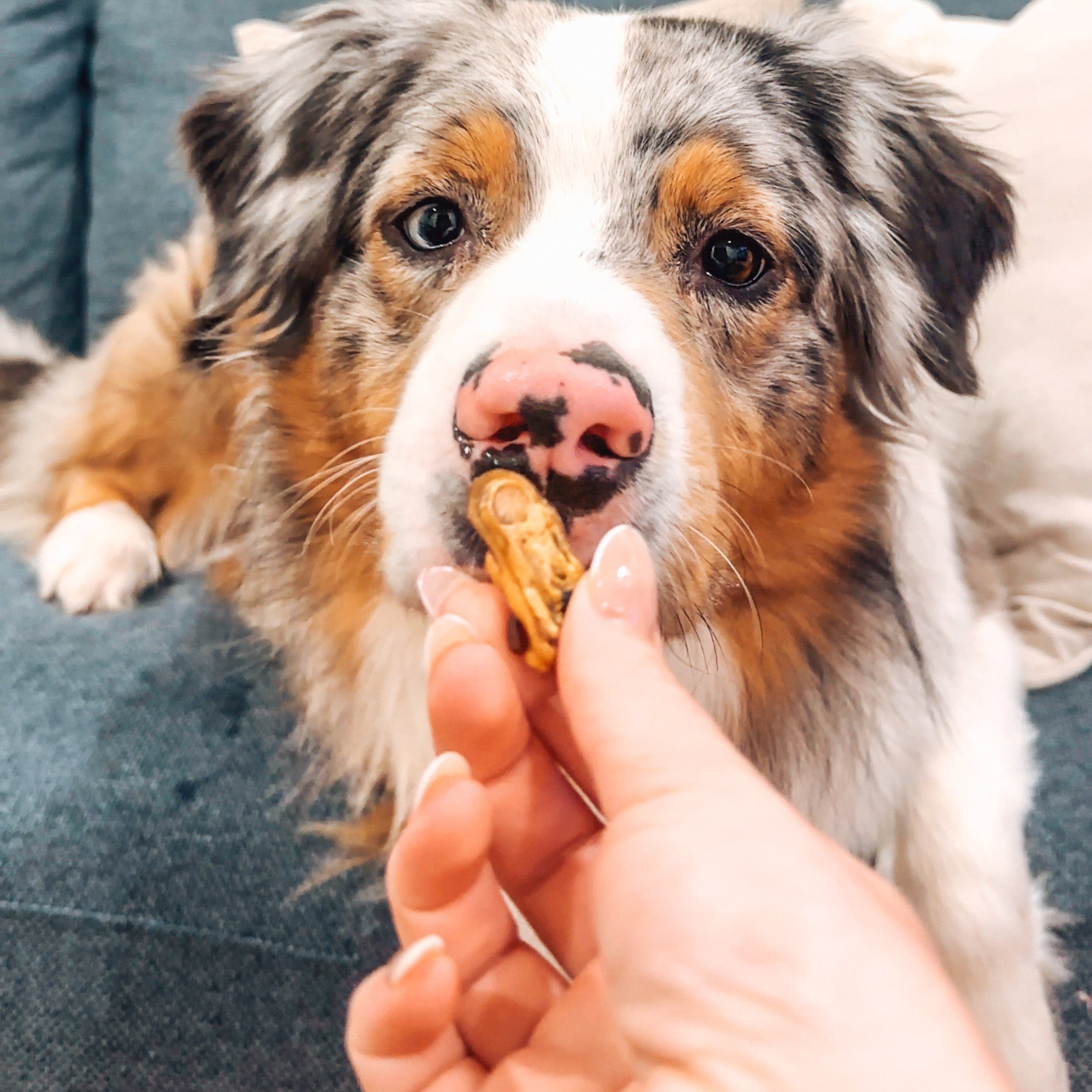 Gettn' Lippy Wit It - Green Lipped Mussels-Dog Treat-Rover Pet Products