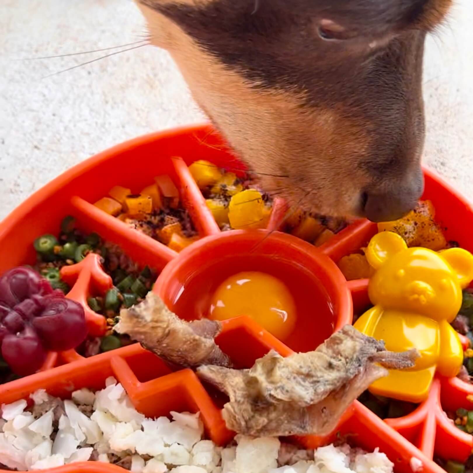 Great Outdoors eBowl-Slow Feeder-Rover Pet Products