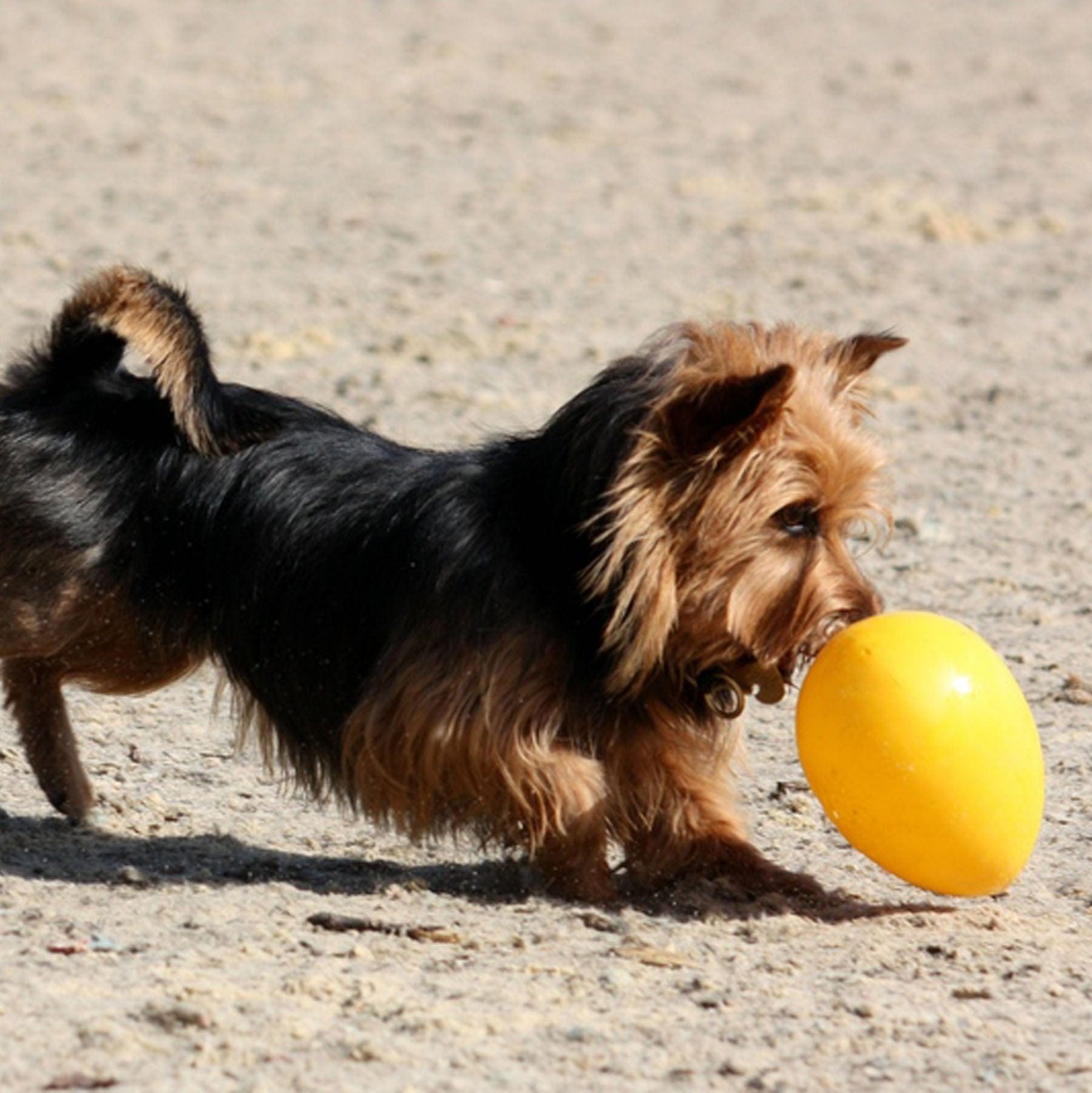 Jolly Egg-Rover Pet Products