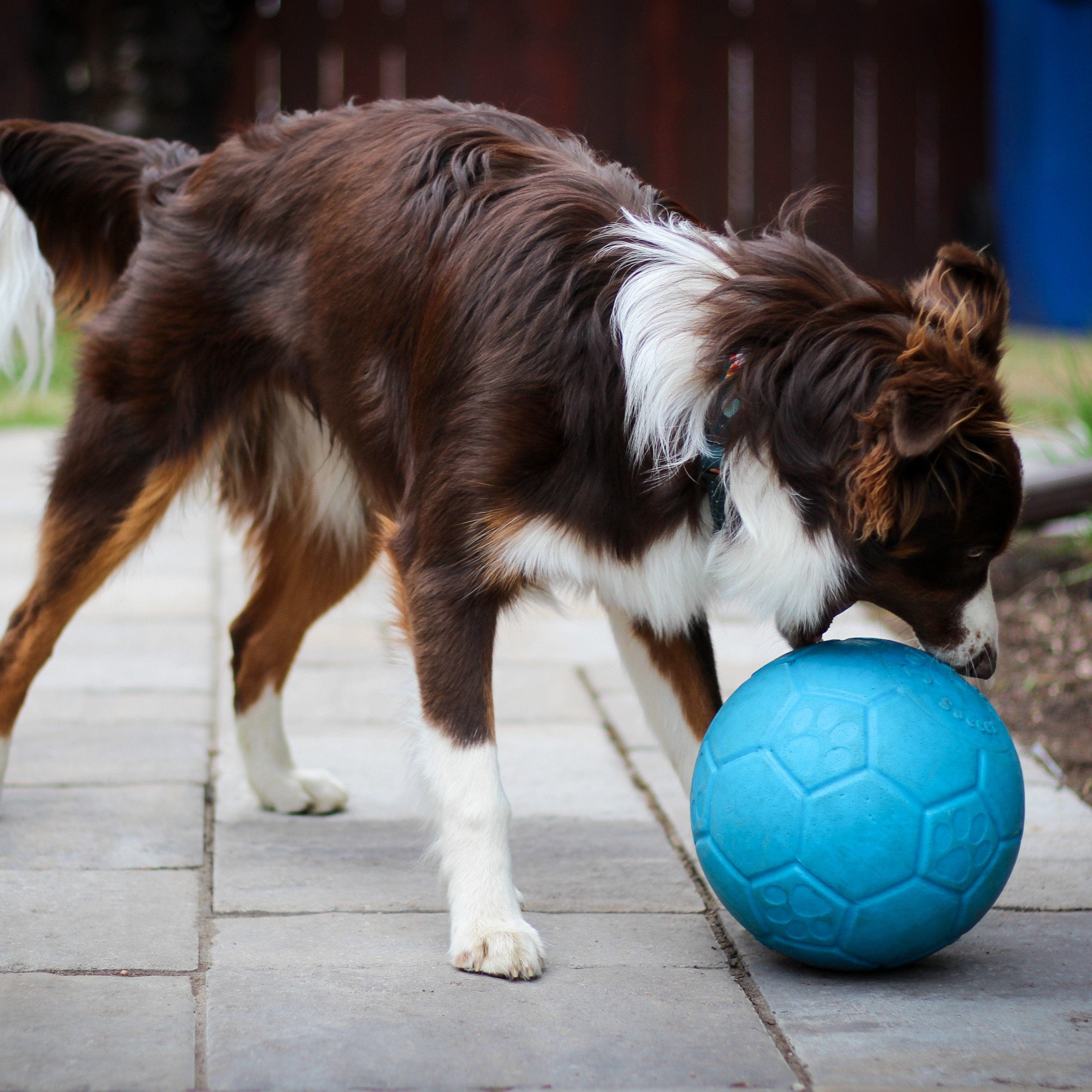 Jolly Soccer Ball-Rover Pet Products