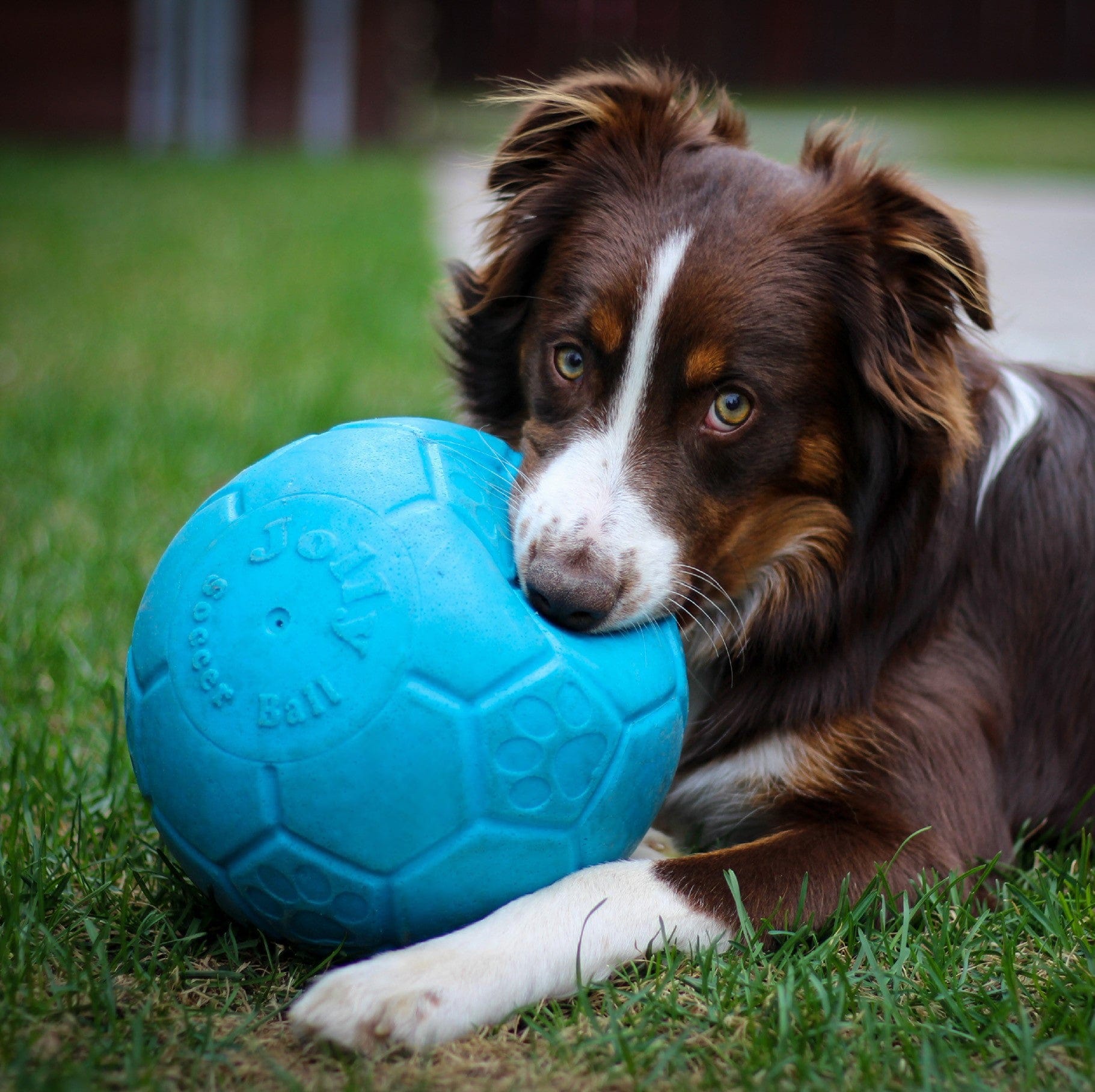 Jolly Soccer Ball-Rover Pet Products