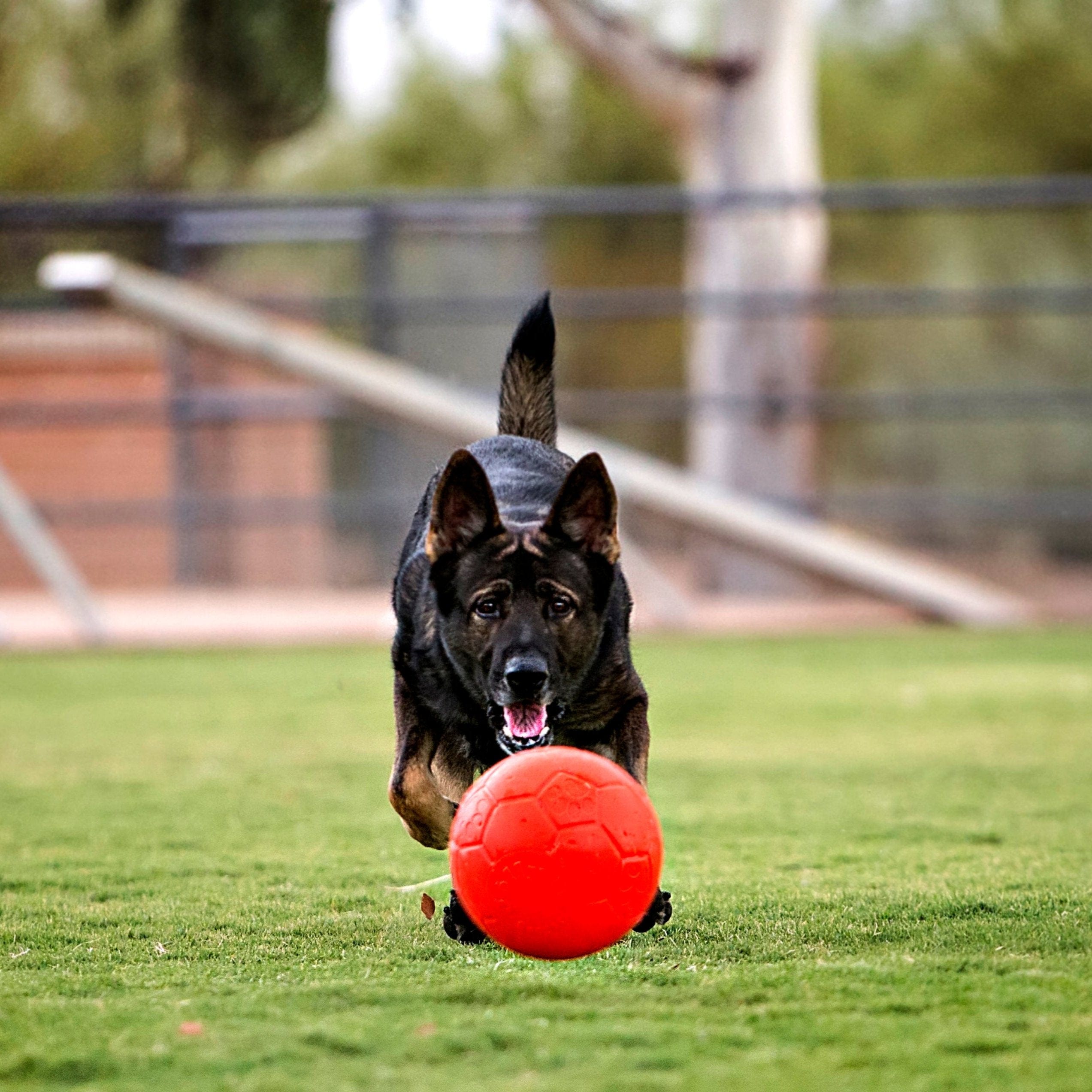 Jolly Soccer Ball-Rover Pet Products