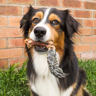 Crocodile Foot & Leg Chew – Aussie Made, Low‑Fat & Nutritious