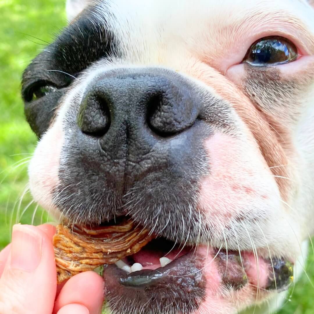 Make It Snappy - Crocodile Jerky-Dog Treat-Rover Pet Products