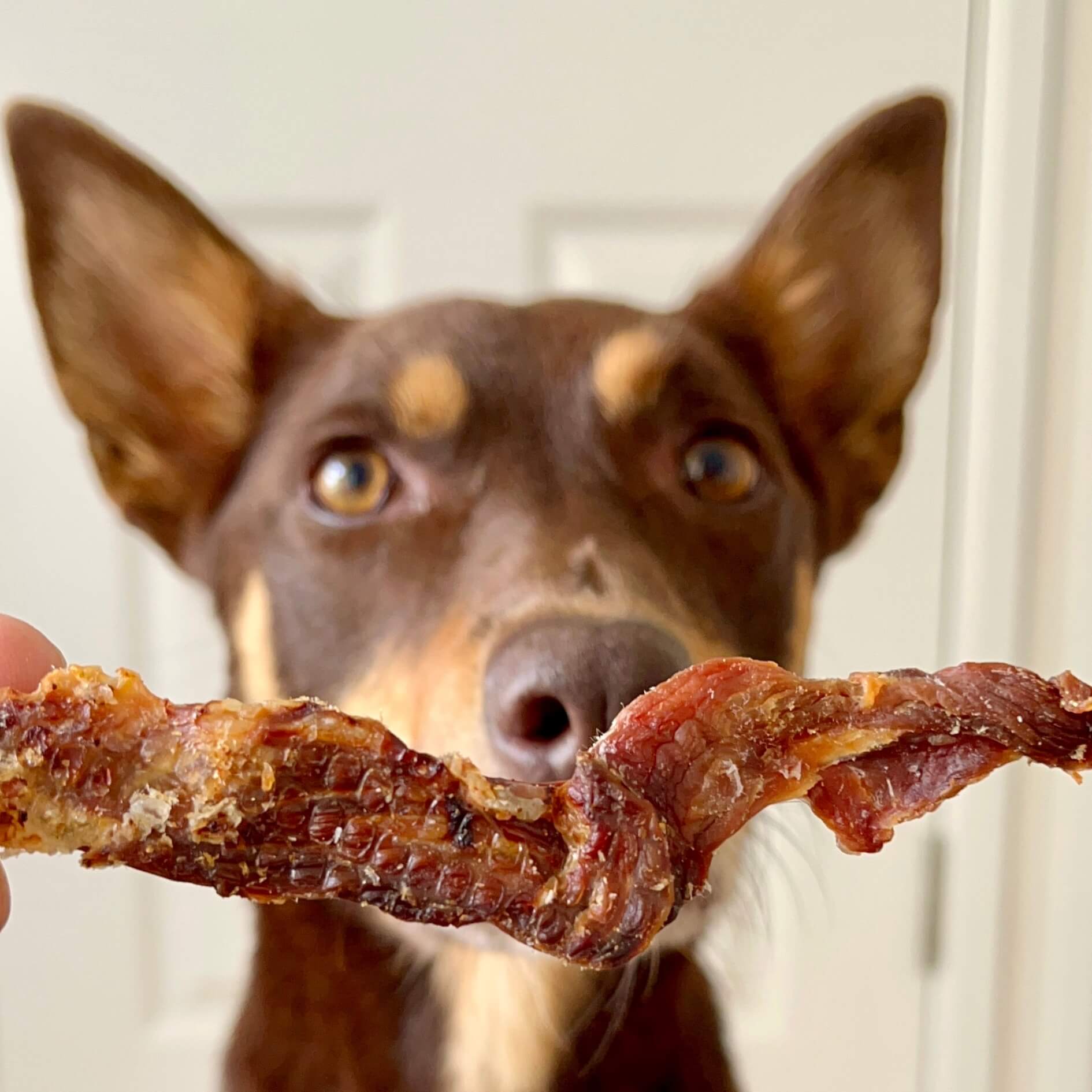 Make It Snappy - Crocodile Jerky-Dog Treat-Rover Pet Products