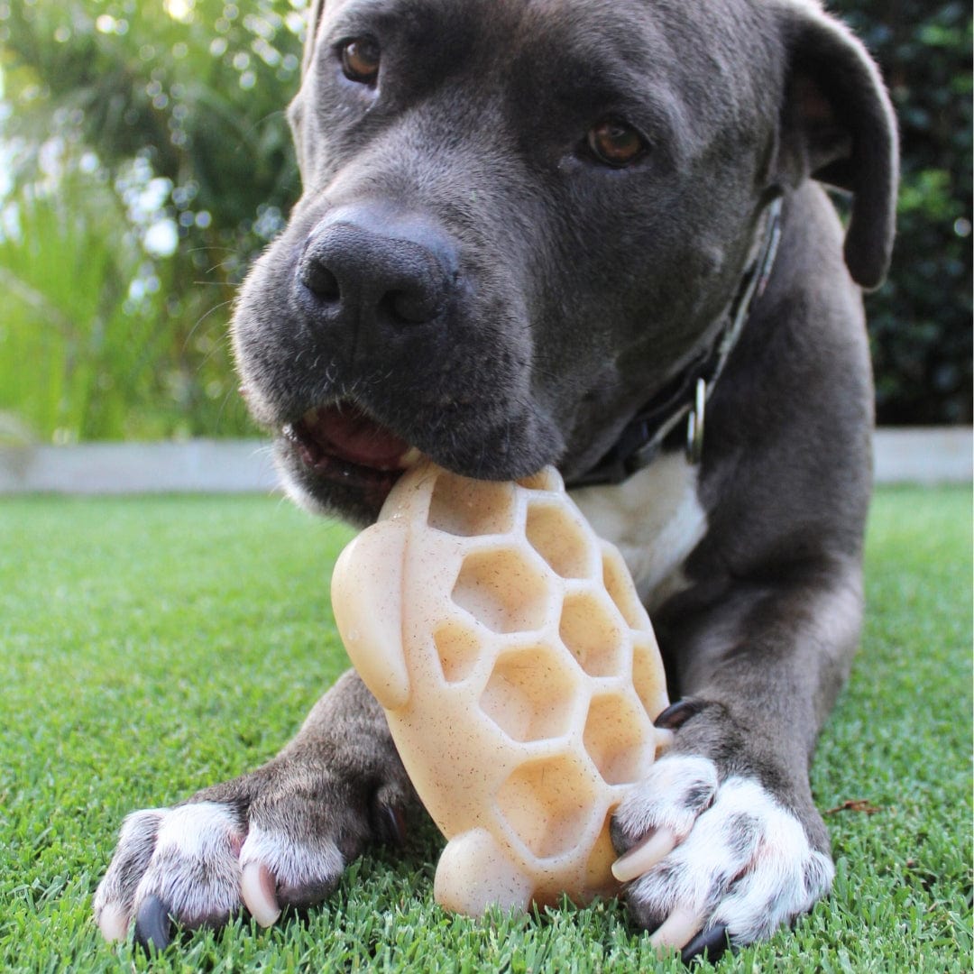 Nylon Turtle-Dog Toy-Rover Pet Products