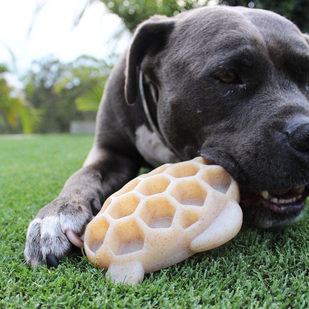 Nylon Turtle-Dog Toy-Rover Pet Products