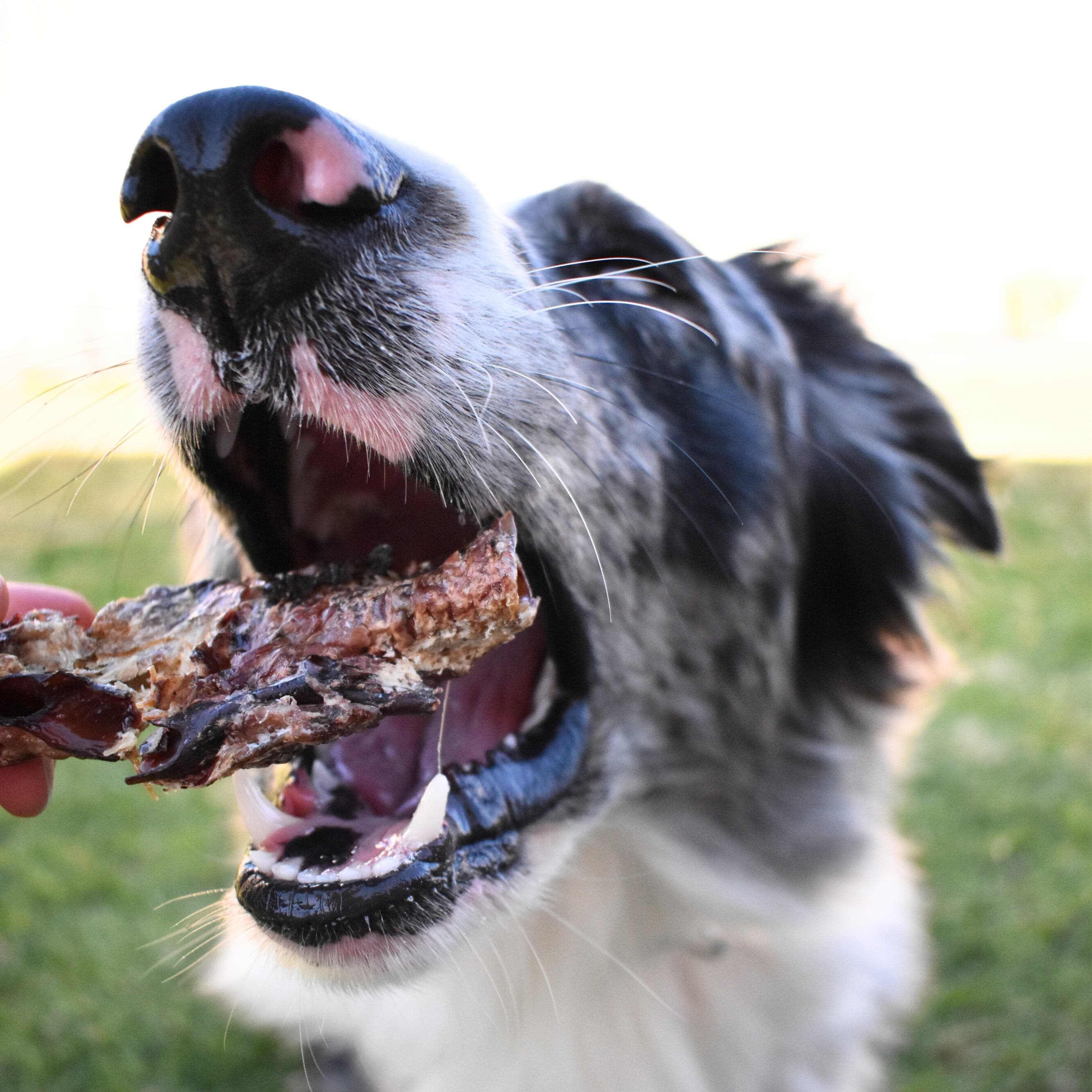 Oody Roody - Kangaroo Trachea-Dog Treat-Rover Pet Products