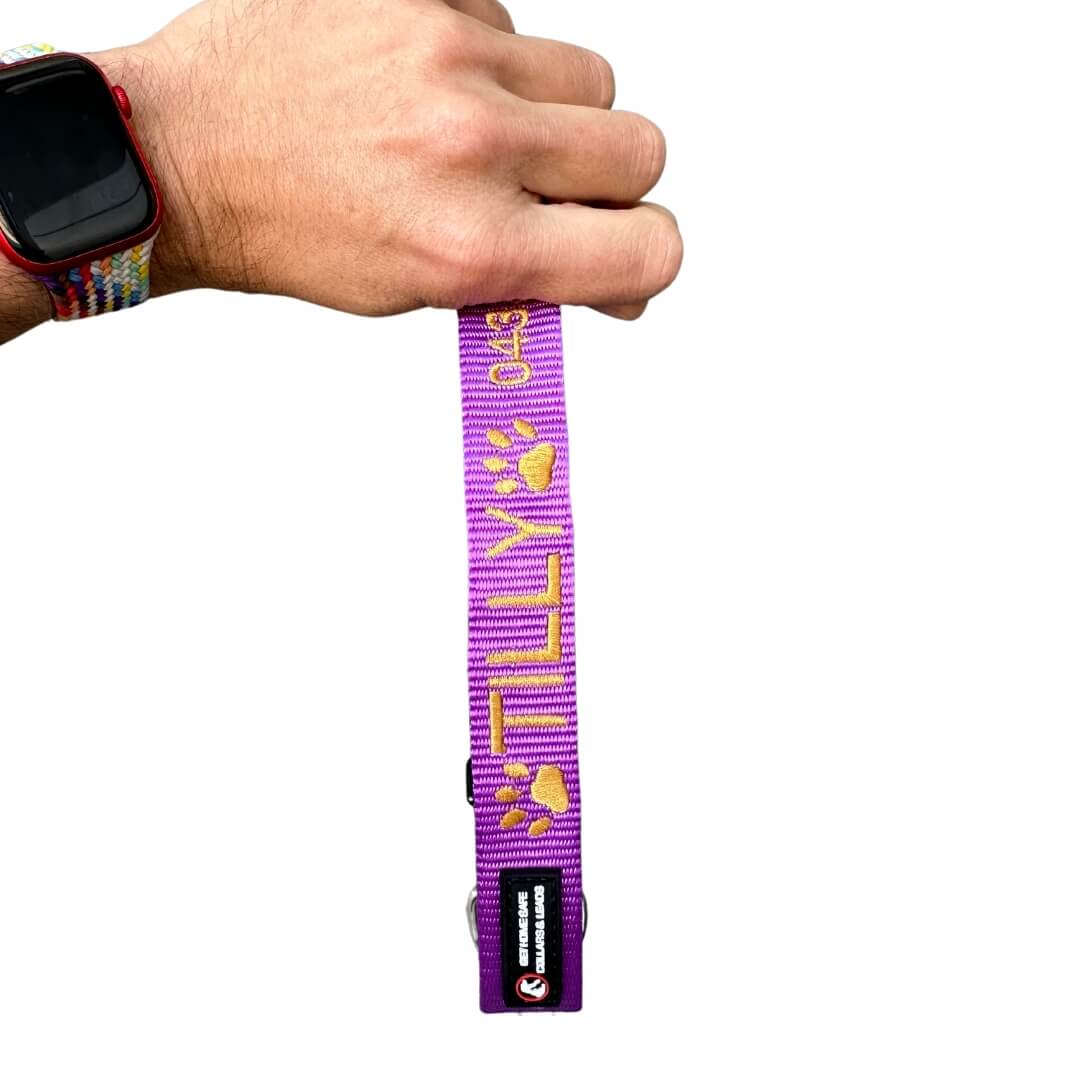 Originals-Dog Collar-Rover Pet Products