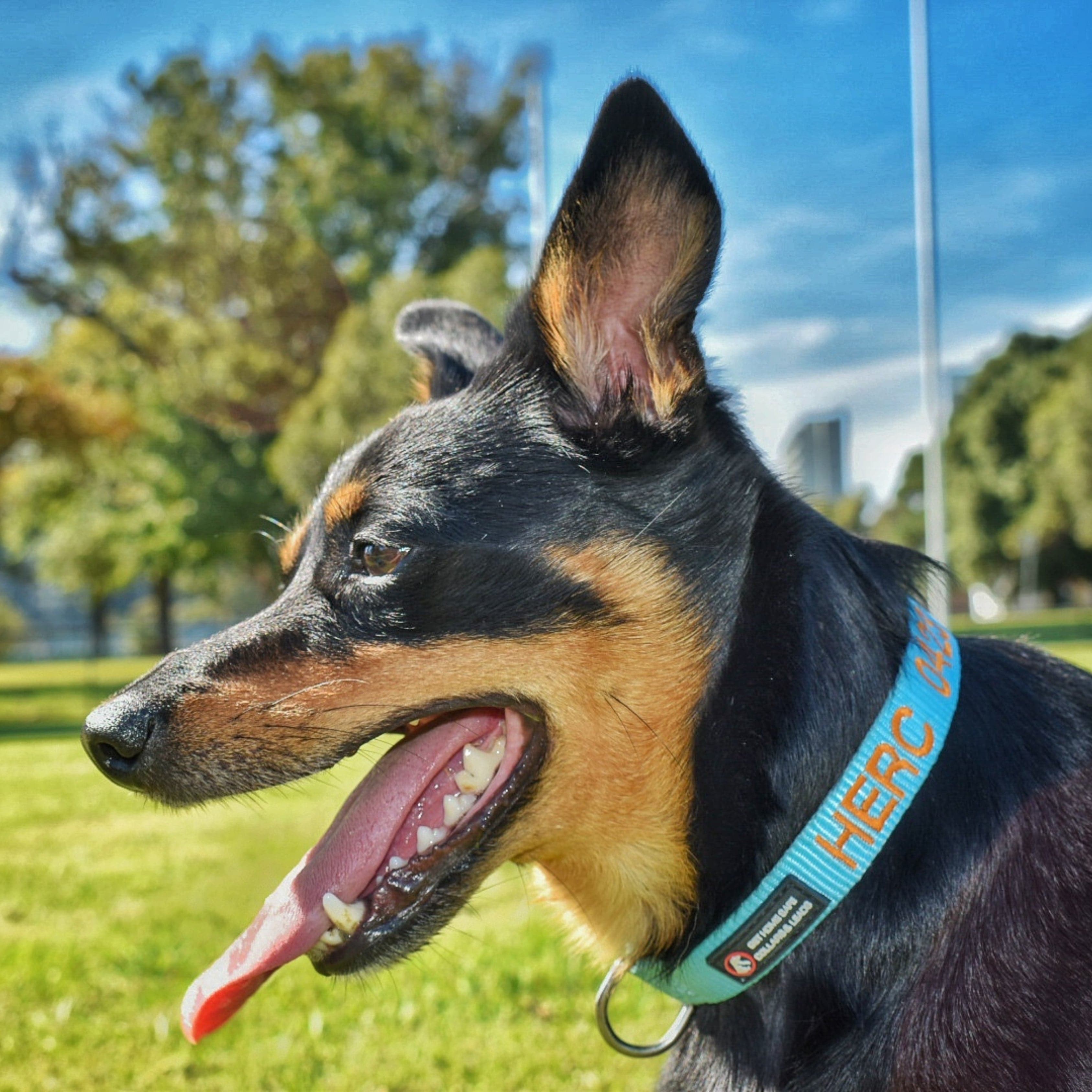 personalised dog collars afterpay