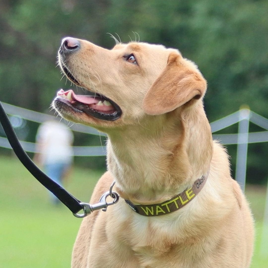 Originals-Dog Collar-Rover Pet Products