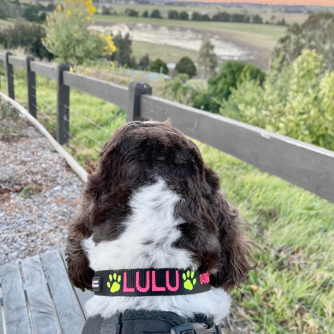 Originals-Dog Collar-Rover Pet Products