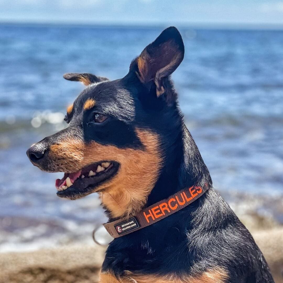 personalised dog collars afterpay