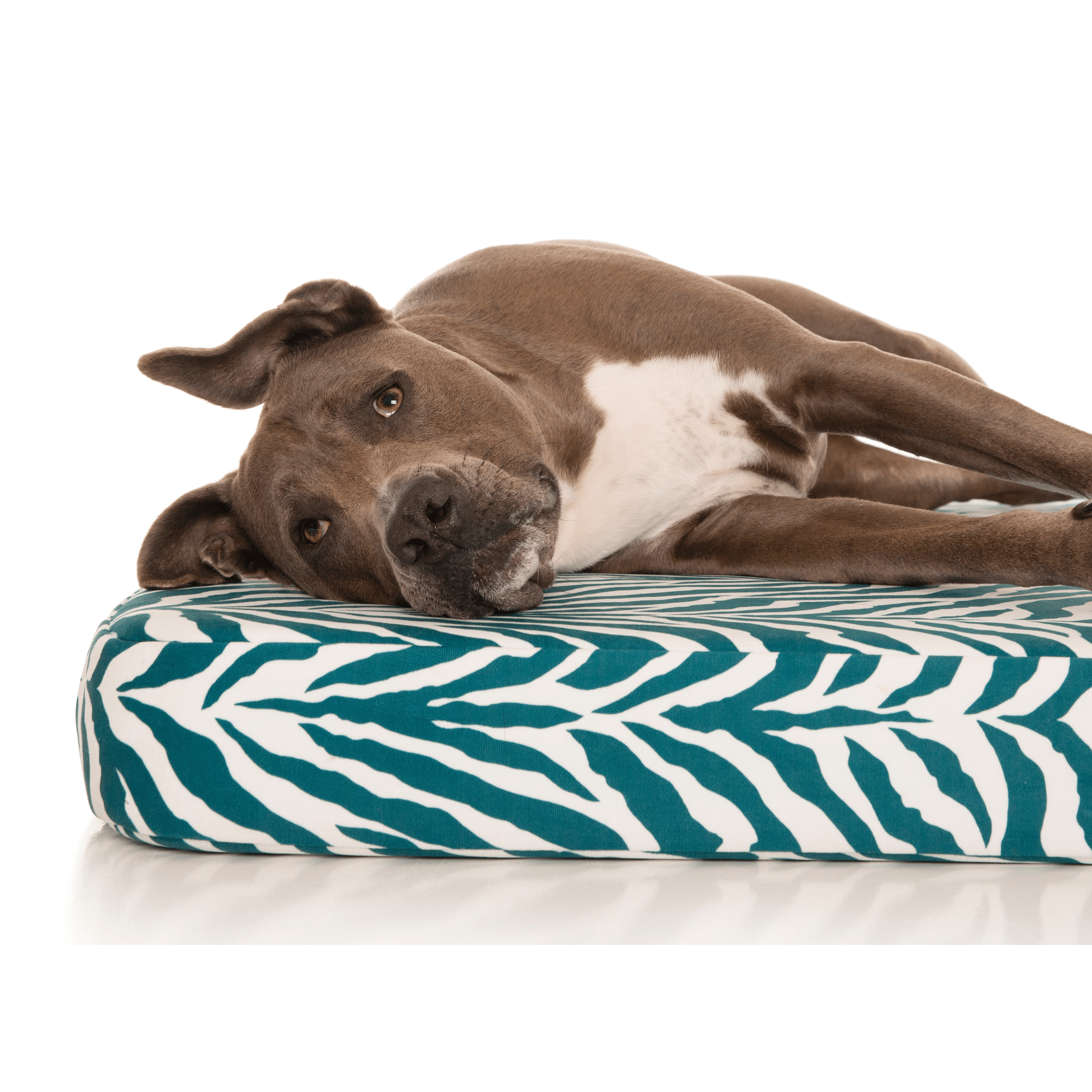 PlushMat! Plus - Thermal & Therapeutic - Orthopaedic Dog Bed-Dog Bed-Rover Pet Products