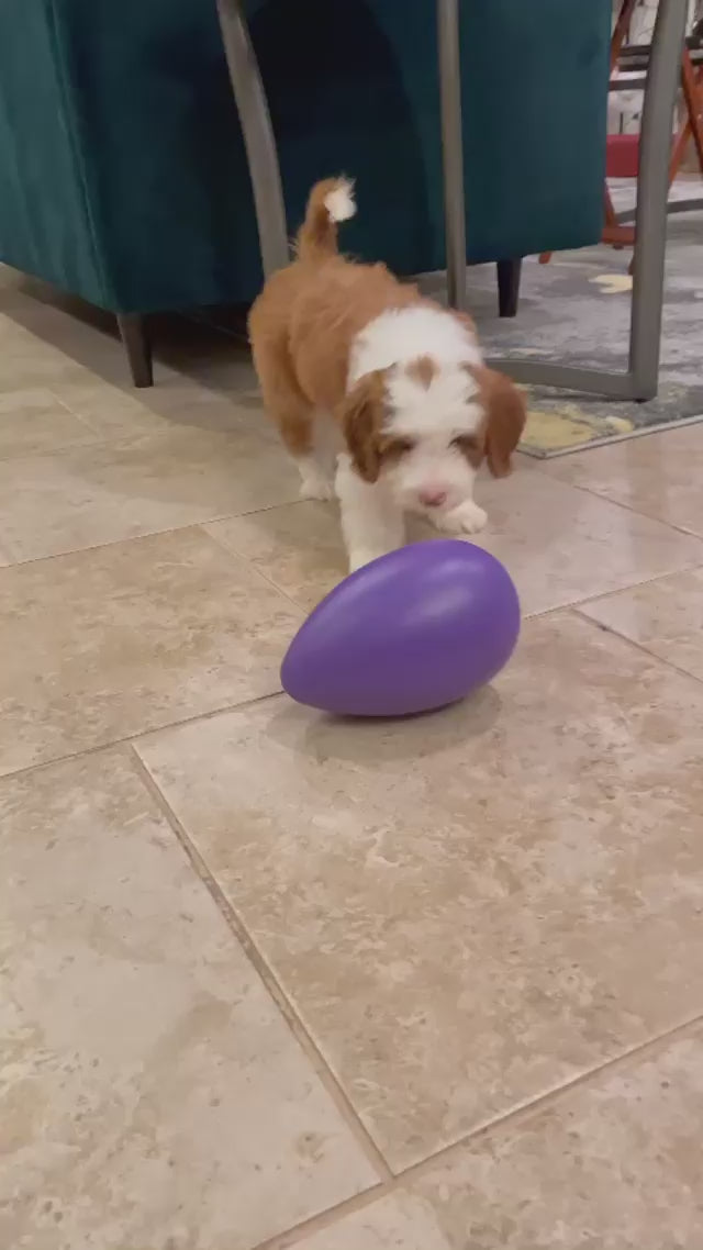 Jolly Egg