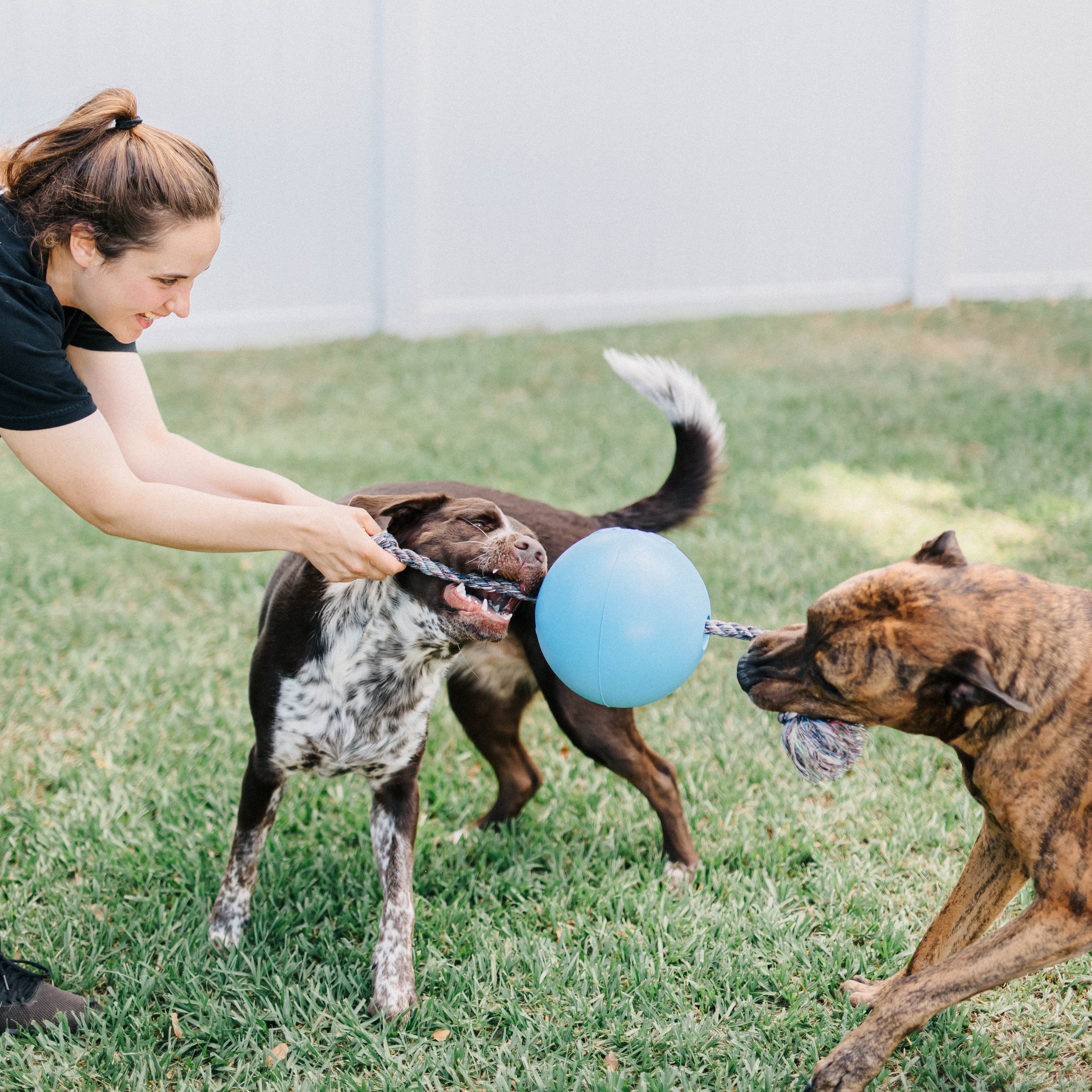 Romp-n-Roll-Rover Pet Products