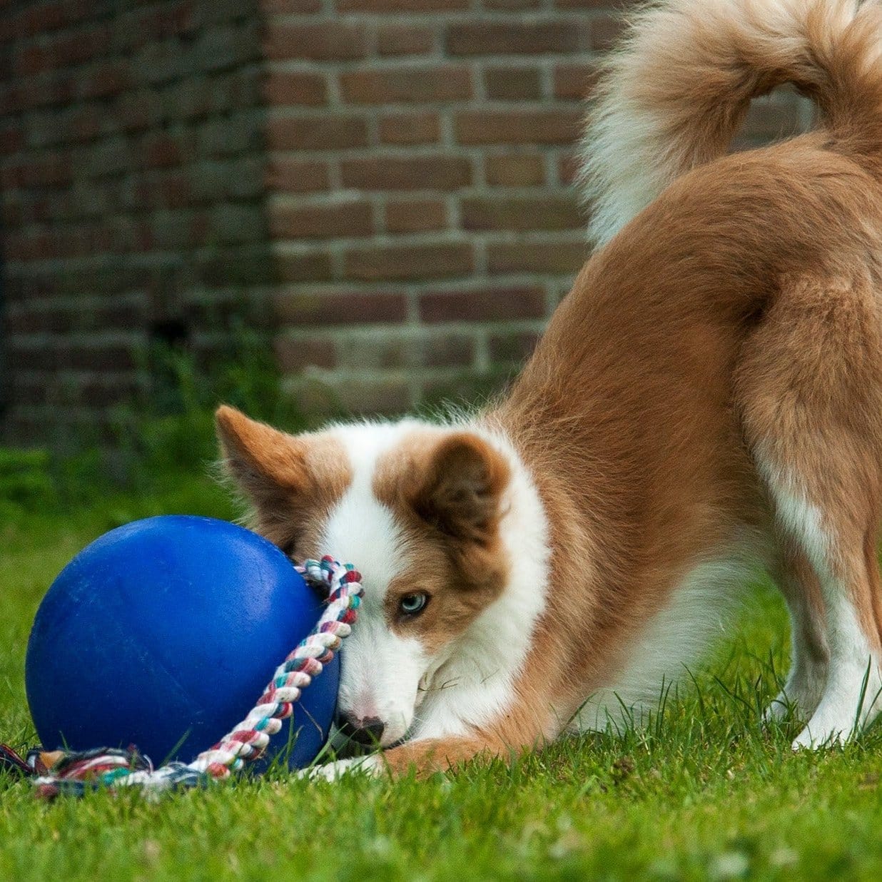 Romp-n-Roll-Rover Pet Products