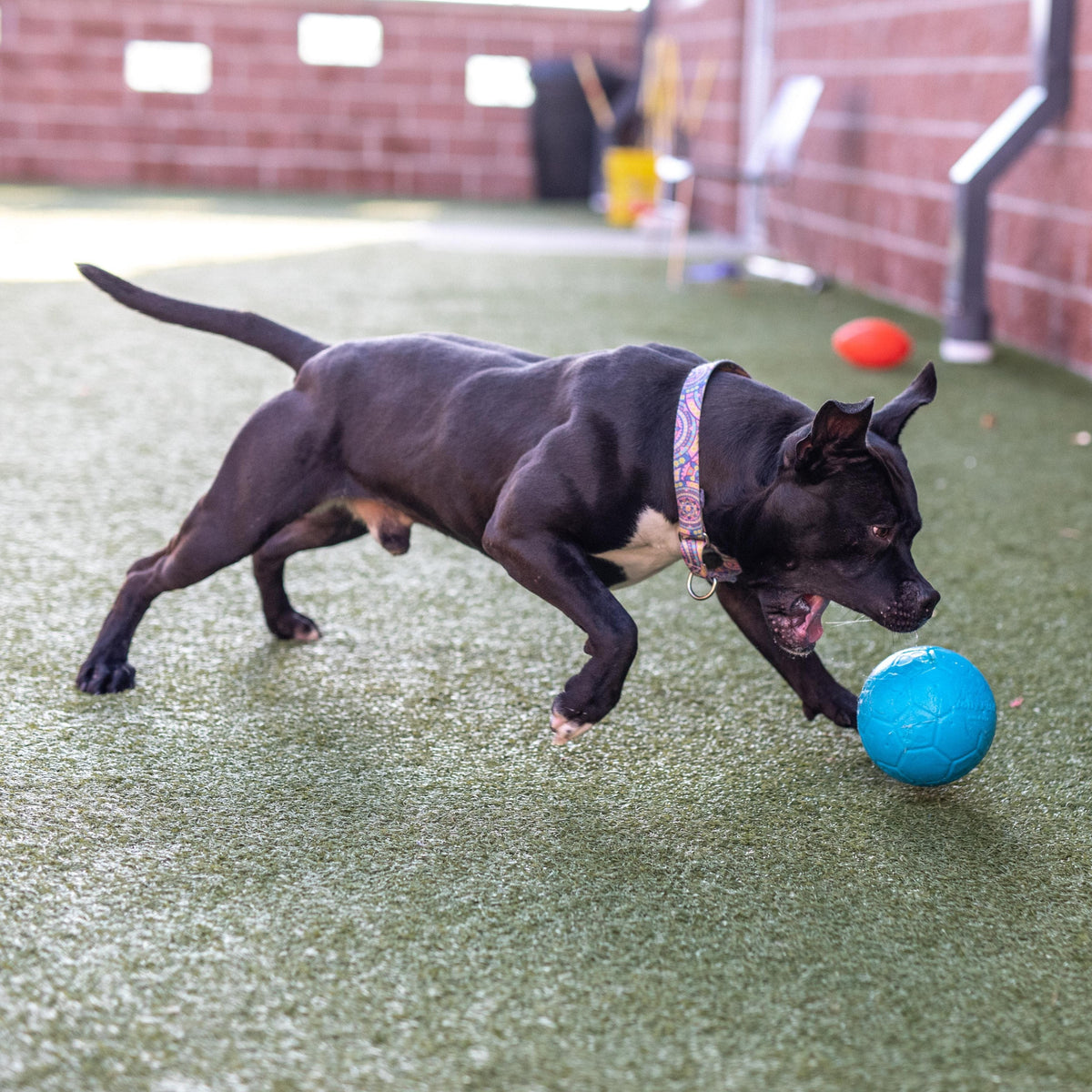 Jolly Soccer Ball-Rover Pet Products