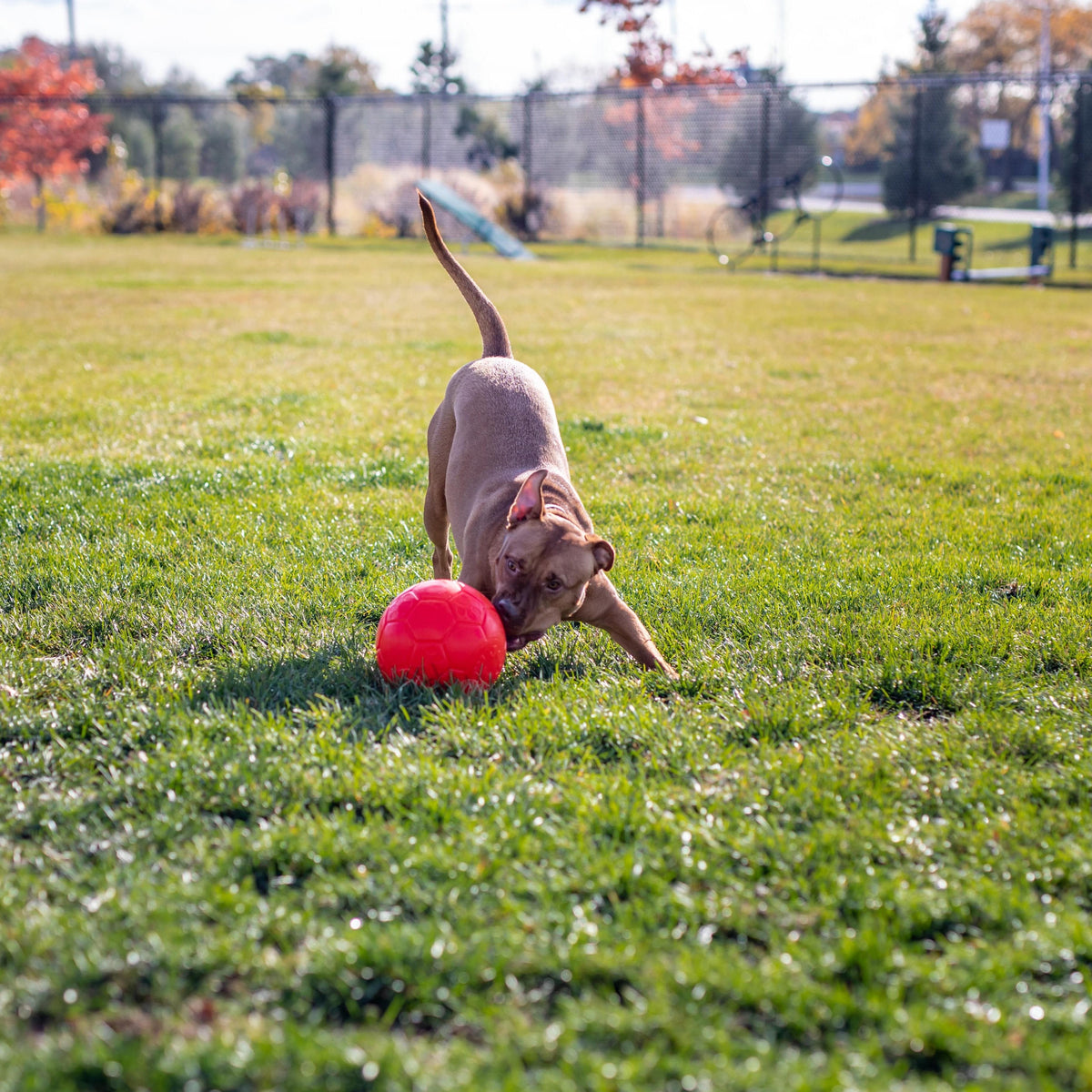Jolly Soccer Ball-Rover Pet Products