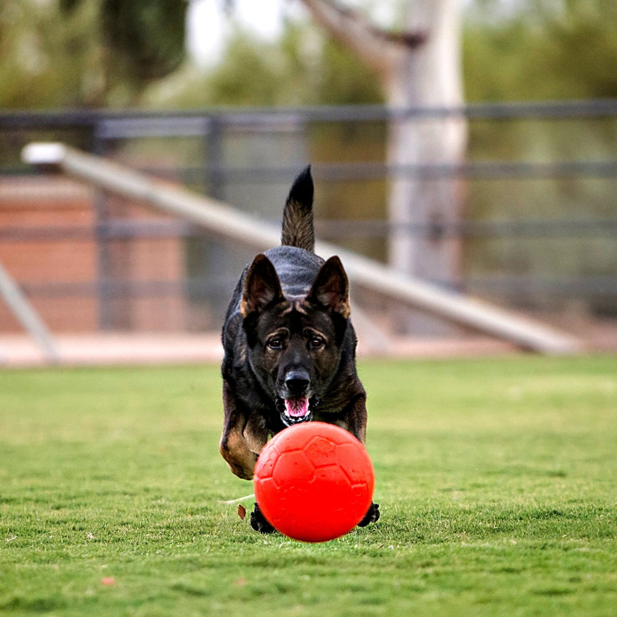 Jolly Soccer Ball-Rover Pet Products