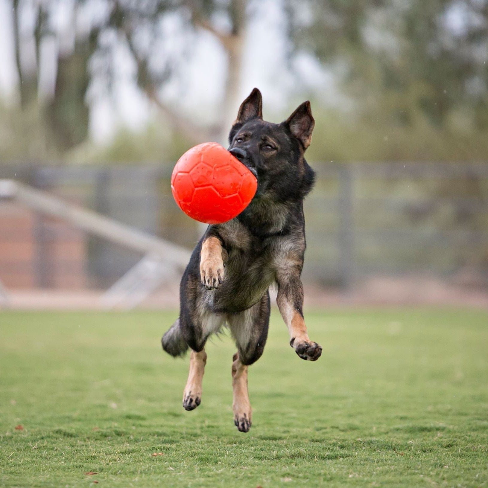 Jolly Soccer Ball-Rover Pet Products