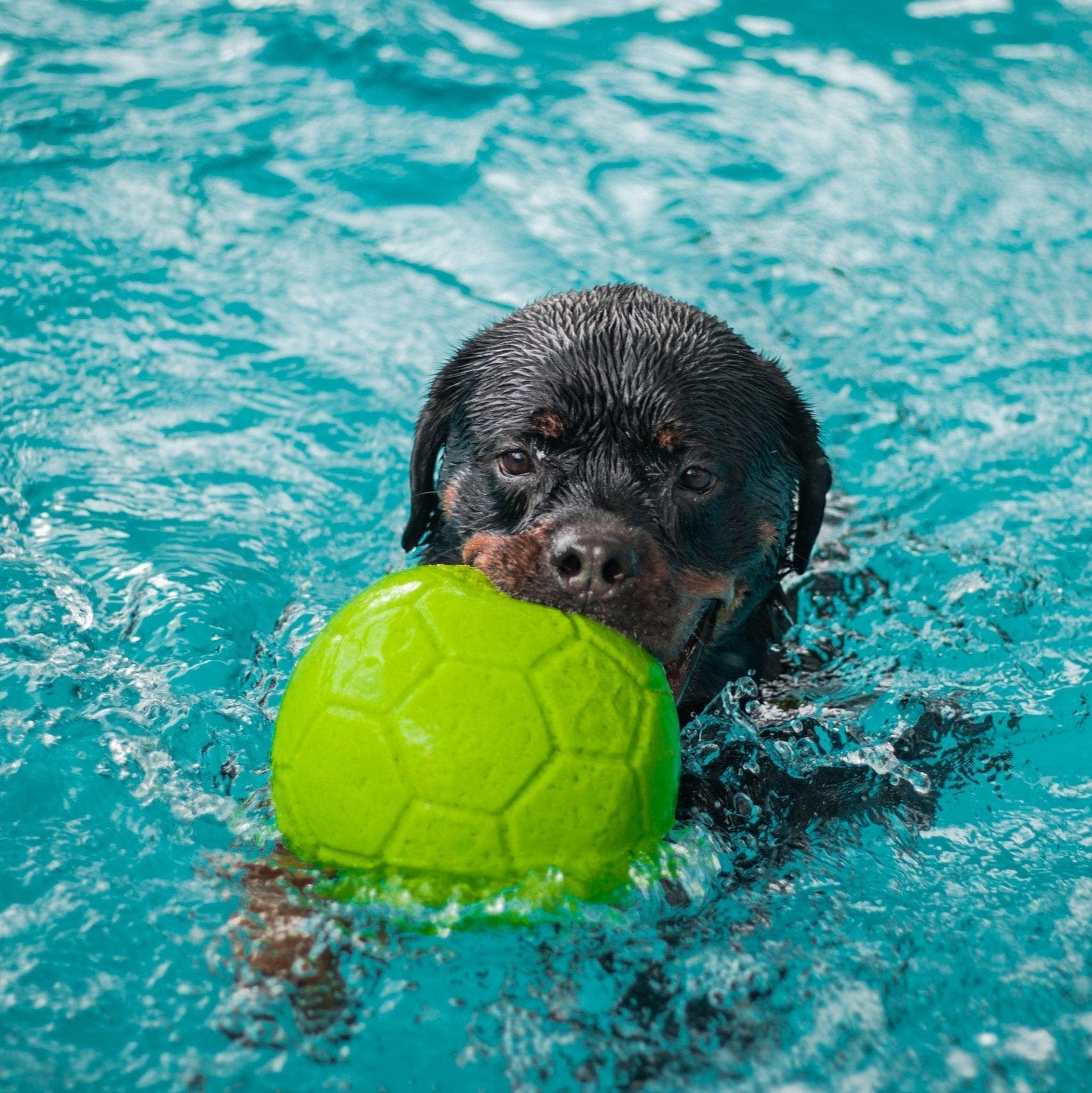 Jolly Soccer Ball-Rover Pet Products