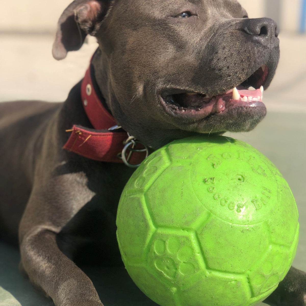 Jolly Soccer Ball-Rover Pet Products