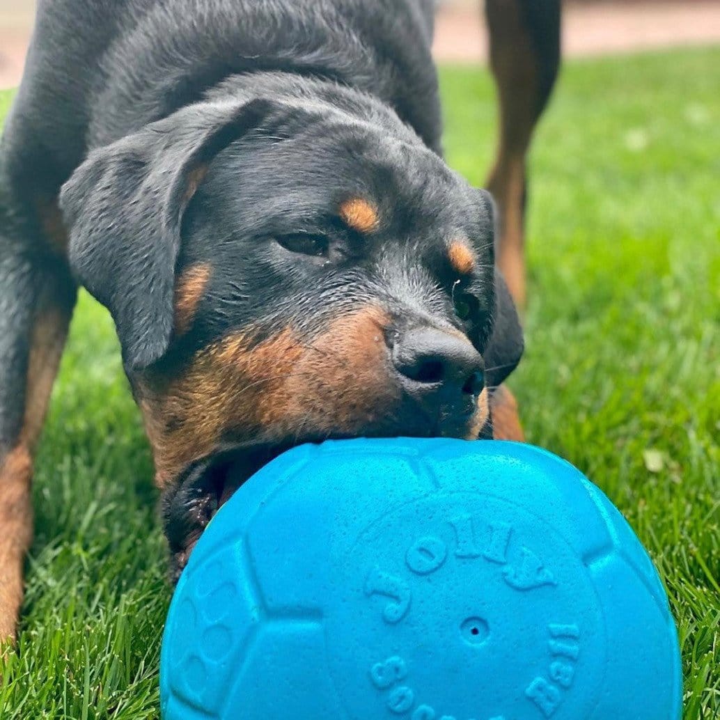 Jolly Soccer Ball-Rover Pet Products