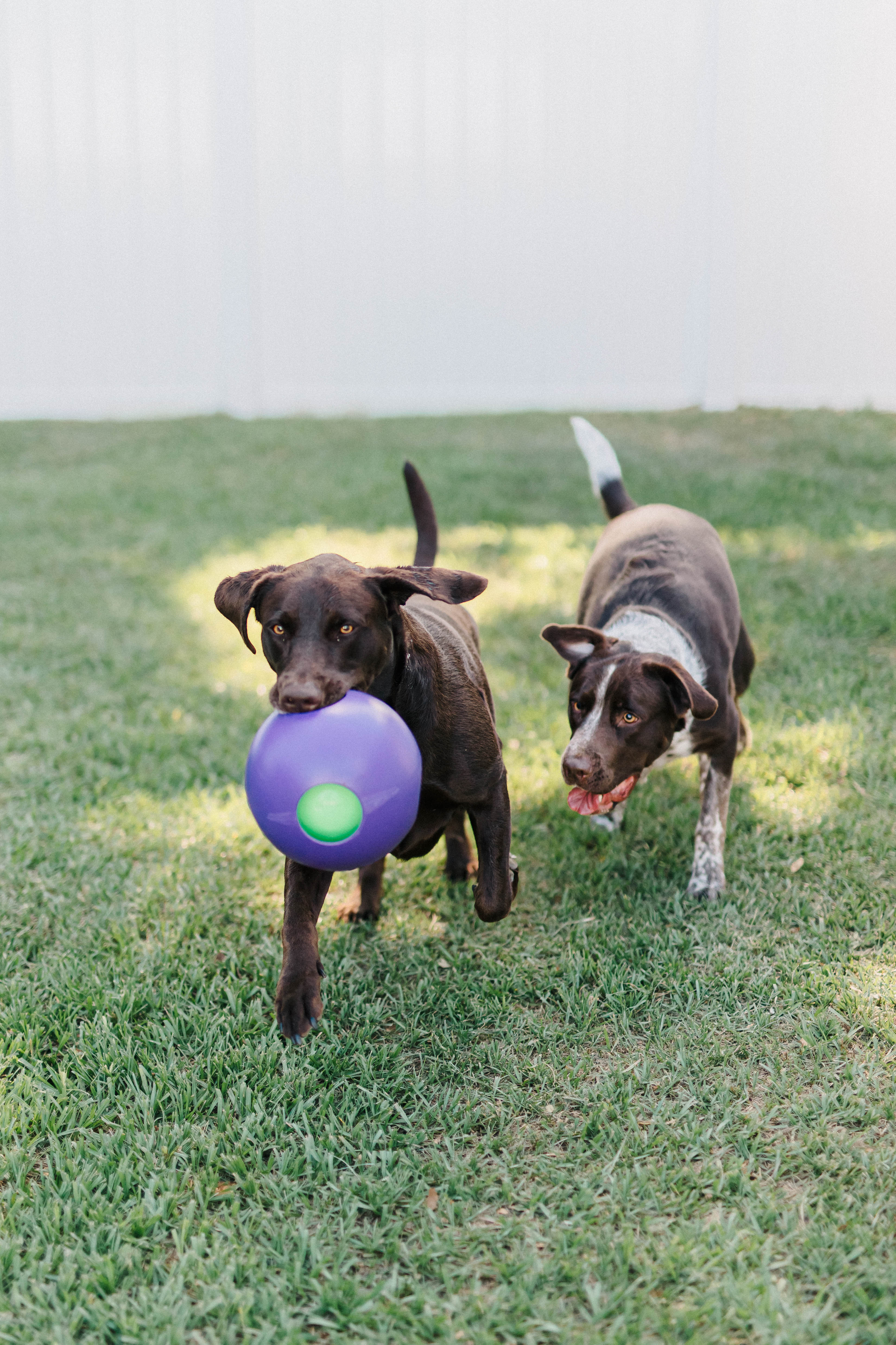 Teaser Ball-Rover Pet Products